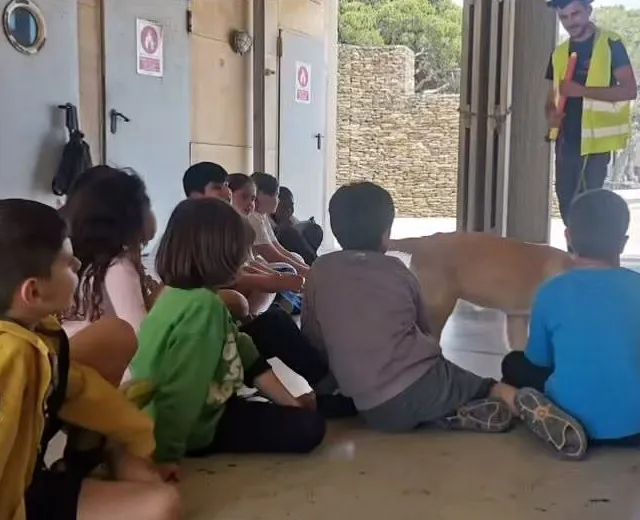 educación canina