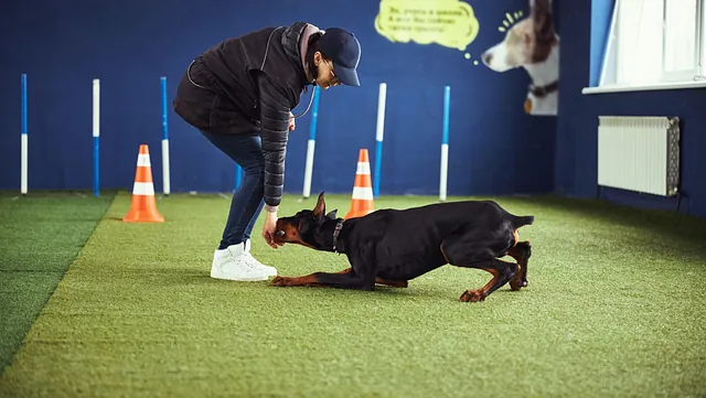 educación canina