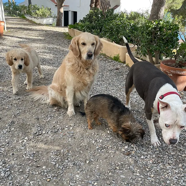 educación canina